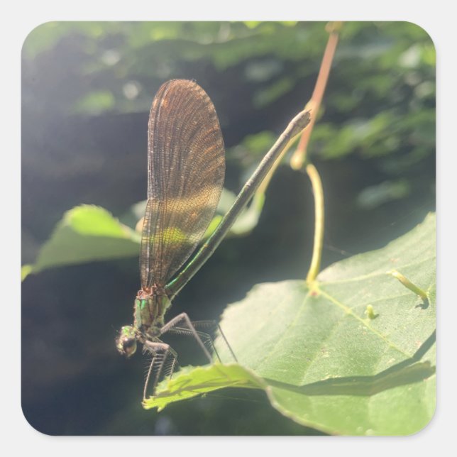 Dragonfly-Sticker Quadratischer Aufkleber (Vorderseite)