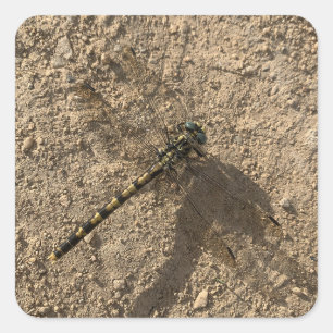 Dragonfly-Sticker Quadratischer Aufkleber