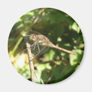 Dragonfly sur un aimant de wig