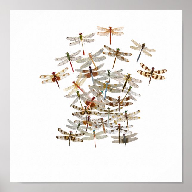 Dragonfly Swarm Poster (Vorne)