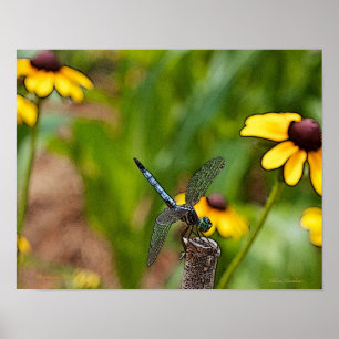 Dragonfly und Daisies Poster