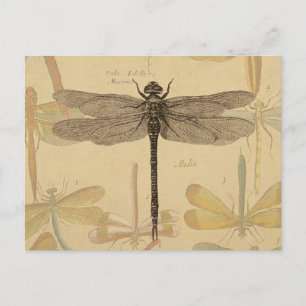 Dragonfly Vintag Antike klassische Natur Postkarte