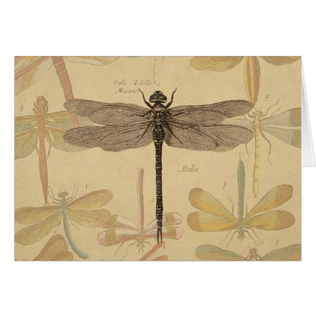 Dragonfly Vintage Antique Classic Nature (Devant horizontal)