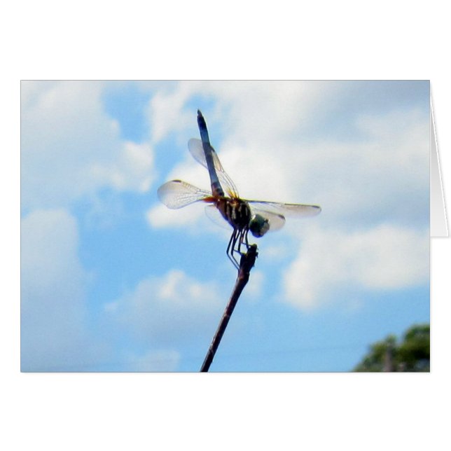 Dragonfly ~ Vorbereitung auf den Start (Vorderseite (Horizontal))