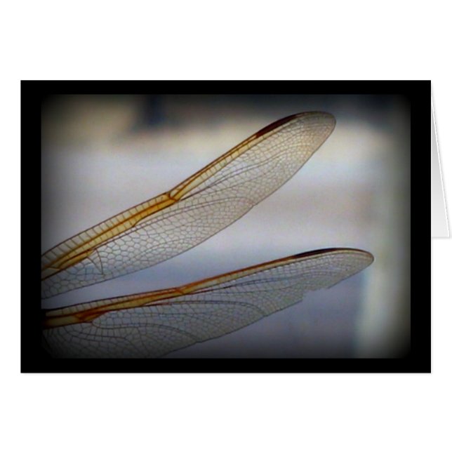 Dragonfly Wing Macro (Vorderseite (Horizontal))