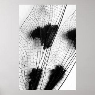 Dragonfly Wings Poster