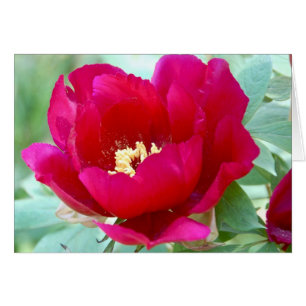 Dragons, TIgers et pivoines II