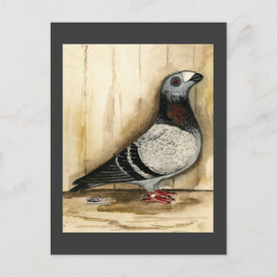Dragoon Pigeon Blue Grizzle Postkarte