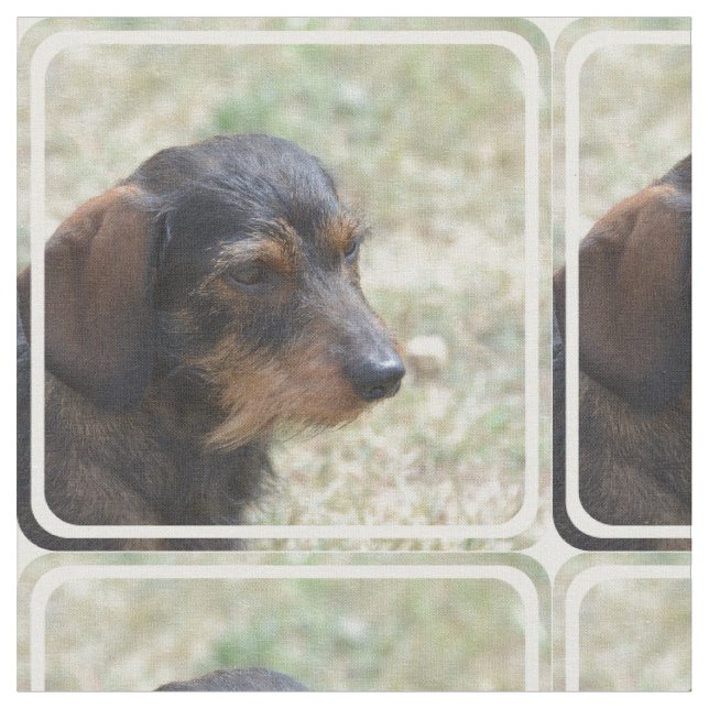 Draht behaarter Daschund Hund Stoff (Nahaufnahme)
