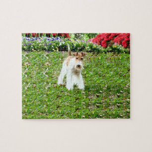 Draht-Foxterrier