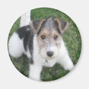 Draht-Foxterrier-Welpen-Magnet Magnet