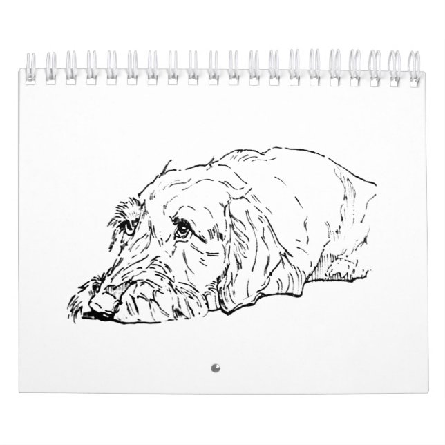 Drahthaar-Dackel-Kalender 2027 Kalender (Titelbild)