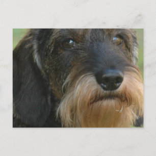 Drahthaar Dackel.png Postkarte