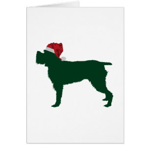 Drahthaar, das Griffon zeigt