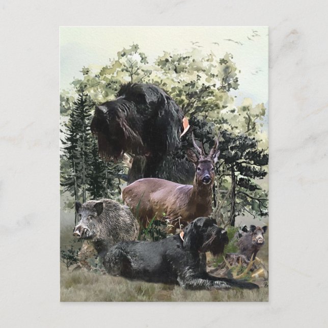 Drahthaar Pointer, Jagd im Freien Postkarte (Vorderseite)
