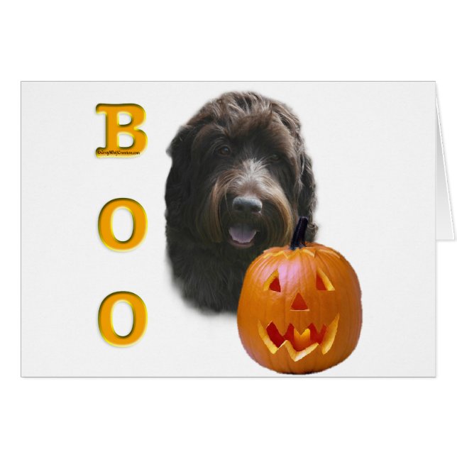 Drahthaar Pointing Griffon Boo (Vorderseite (Horizontal))