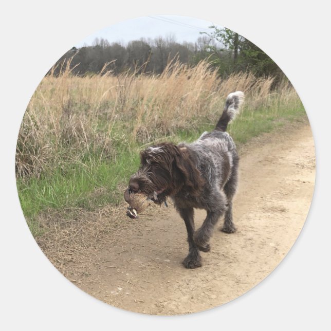 Drahthaar Pointing Griffon Jagdaufkleber Runder Aufkleber (Vorderseite)