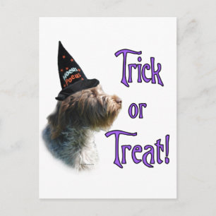 Drahthaar Pointing Griffon Trick Postkarte