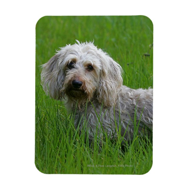 Drahthaarige Standard-Dackel im Gras Magnet (Vertikal)