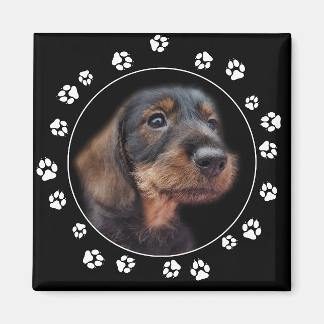 Drahthaarterrier Dackel Puppy Paw Prints Magnet (Vorne)