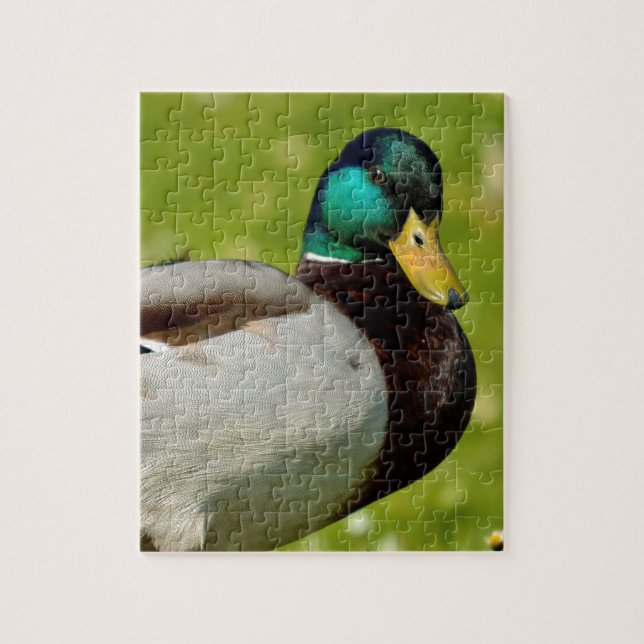 Drake mallard auf Gras (Vertikal)