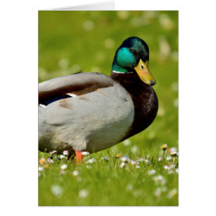 Drake mallard sur l'herbe