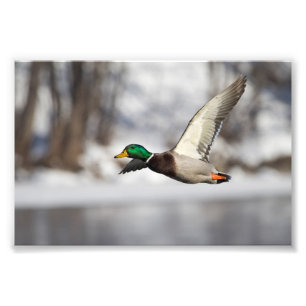 Drake-Stockentenente im Flug: Foto-Druck Fotodruck