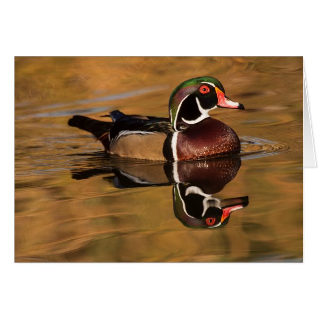 Drake Wood Canard sur Golden Lake (Devant horizontal)