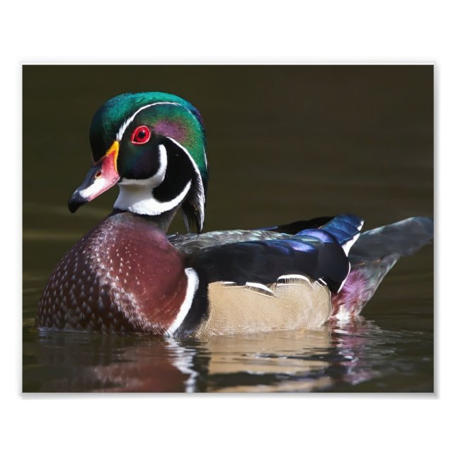 Drake Wood Duck in vollen Farben gekleidet Fotodruck (Vorne)