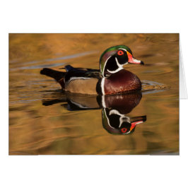 Drake Wood duction auf dem Goldenen See