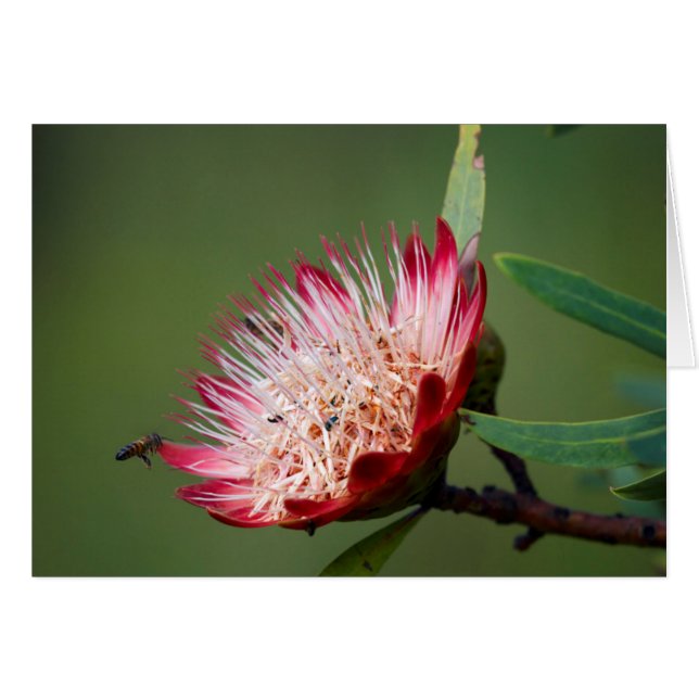 Drakensberg Sugarbush (Protea Dracomontana) (Vorderseite (Horizontal))
