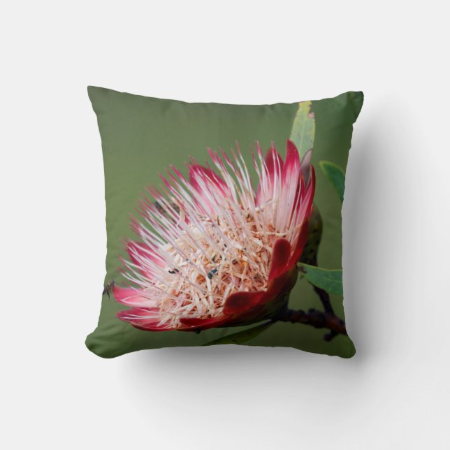 Drakensberg Sugarbush (Protea Dracomontana) Kissen (Vorderseite)
