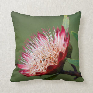 Drakensberg Sugarbush (Protea Dracomontana) Kissen