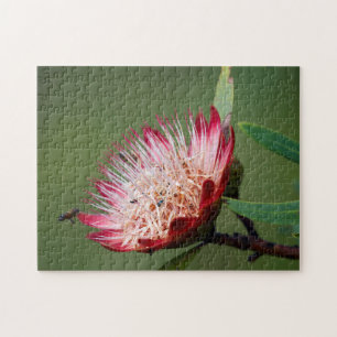 Drakensberg-Zuckerbusch (Protea Dracomontana)