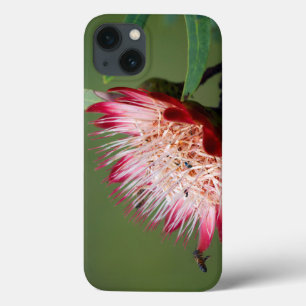 Drakensberg-Zuckerbusch (Protea Dracomontana) Case-Mate iPhone Hülle