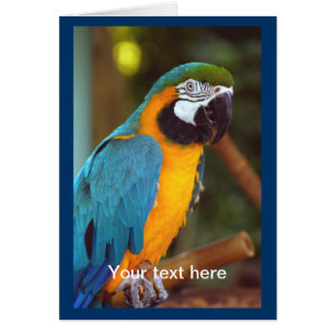 Dramatique Macaw