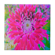 Dramatische Blume Crimson Red and Pink Dahlia