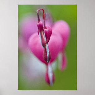 Dramatische Farbe und Form des blutenden Herzens Poster