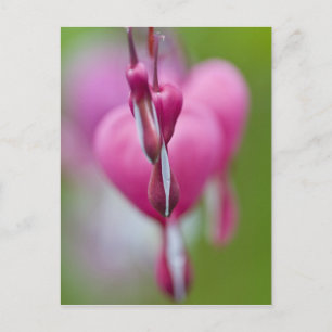 Dramatische Farbe und Form des blutenden Herzens Postkarte