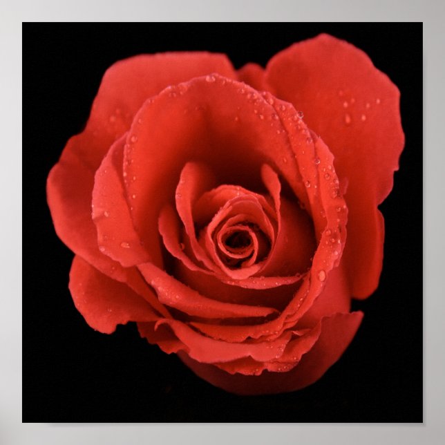 dramatische rote Rose auf schwarzem Hintergrund Poster (Vorne)