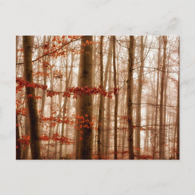 Dramatischer roter Nebel im Winter verschneiten Wa Postkarte (Vorderseite)