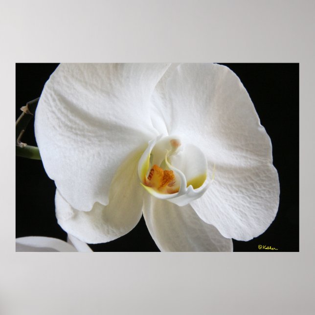 Dramatischer Single Weißer Orchid Blossom auf Schw Poster (Vorne)