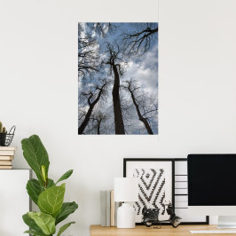 Dramatischer Tulip Poplar Trees Cloudy Blue Sky Poster