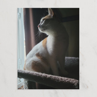 Dramatischste Katze auf Katzenbaum überhaupt Postkarte