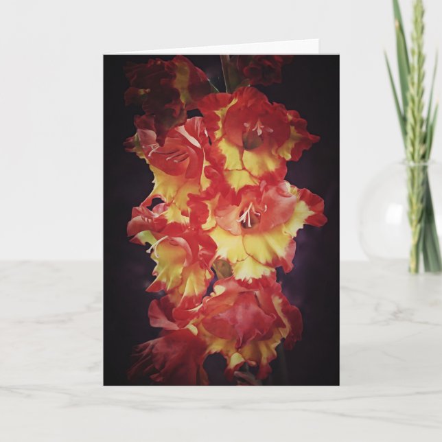 Dramaturgische Rote Blume Gladiolus Karte (Vorderseite)