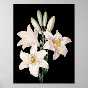 Drastische Schwarzweiss-Lilien Poster