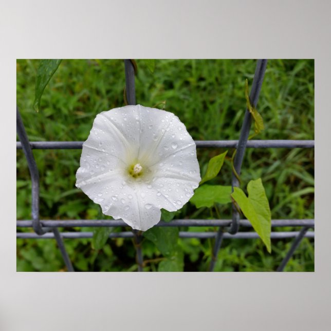 draußen im Regen Poster (Vorne)