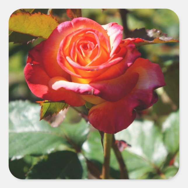 Dream Come True Rose #2-2 Stickers (Vorderseite)