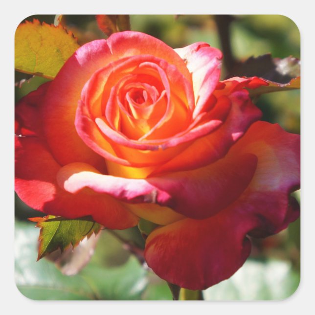 Dream Come True Rose #2 Stickers (Vorderseite)