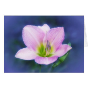 Dream Lily